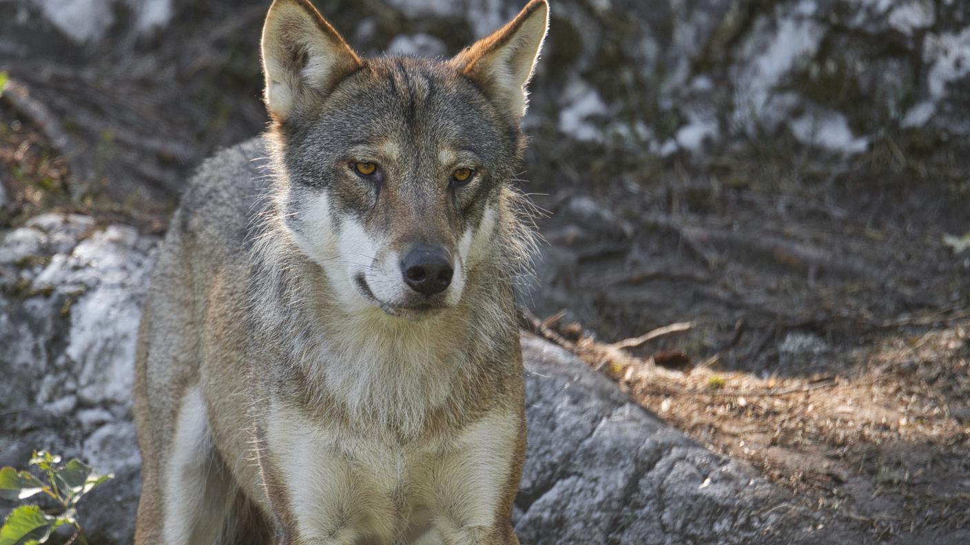 I Grigioni rimangono il Cantone con il maggior numero di lupi in Svizzera.
