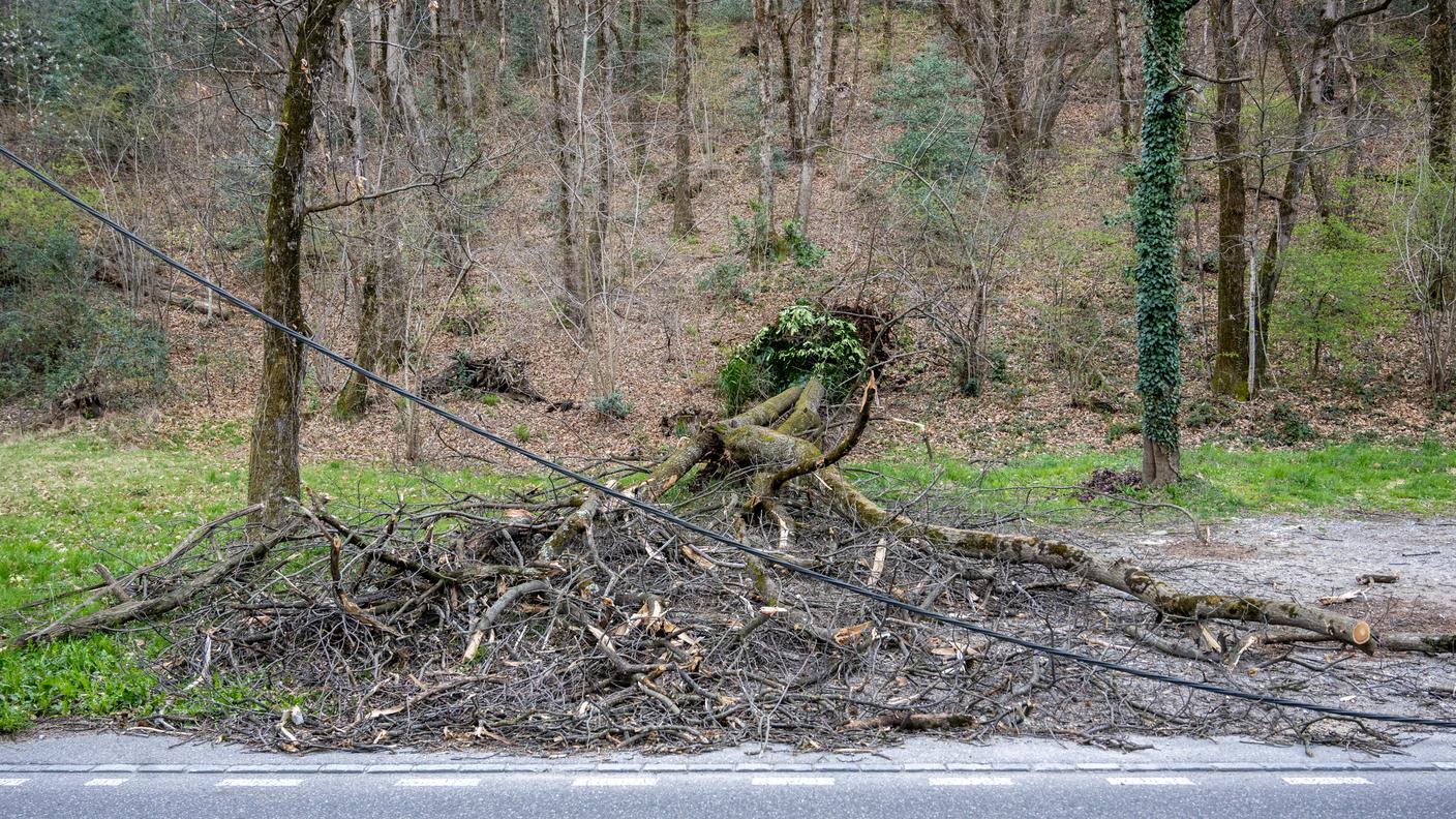 Un albero caduto e un cavo abbattuto, a causa del forte vento, lungo la strada cantonale verso Origlio