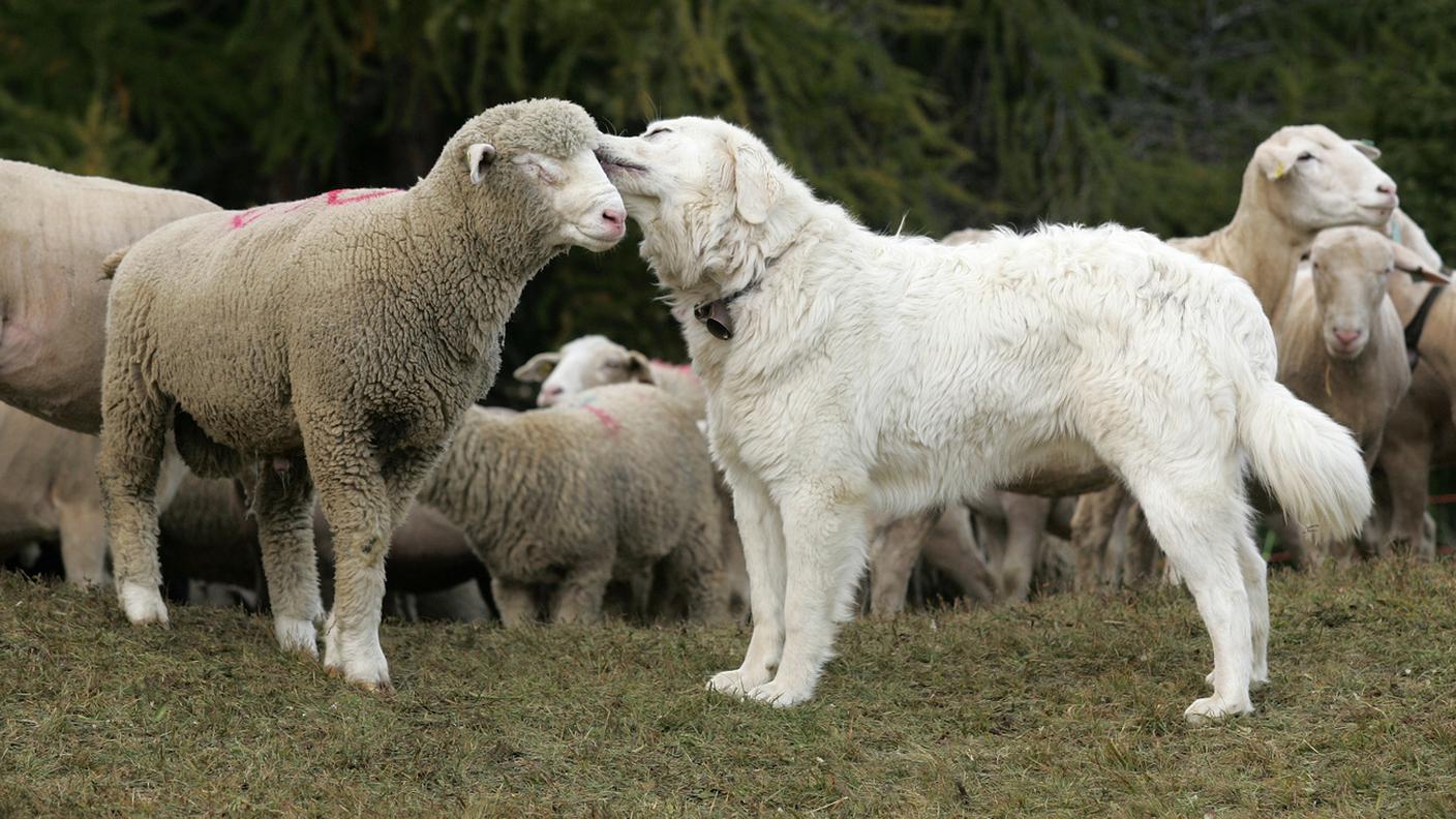 Cane protezione pecora