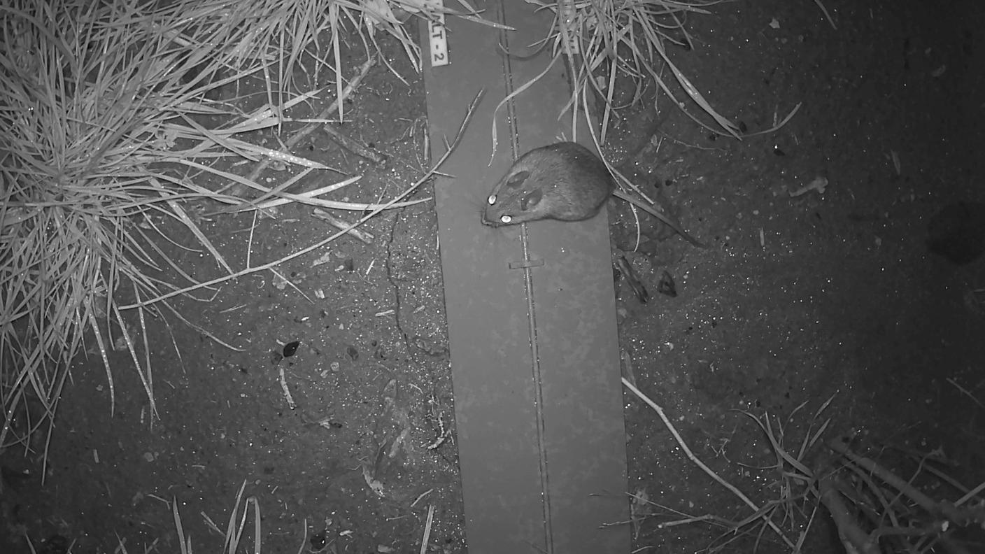 Gli animali hanno rapidamente scoperto l'esistenza della nuova via tra le due zone golenali di importanza nazionale