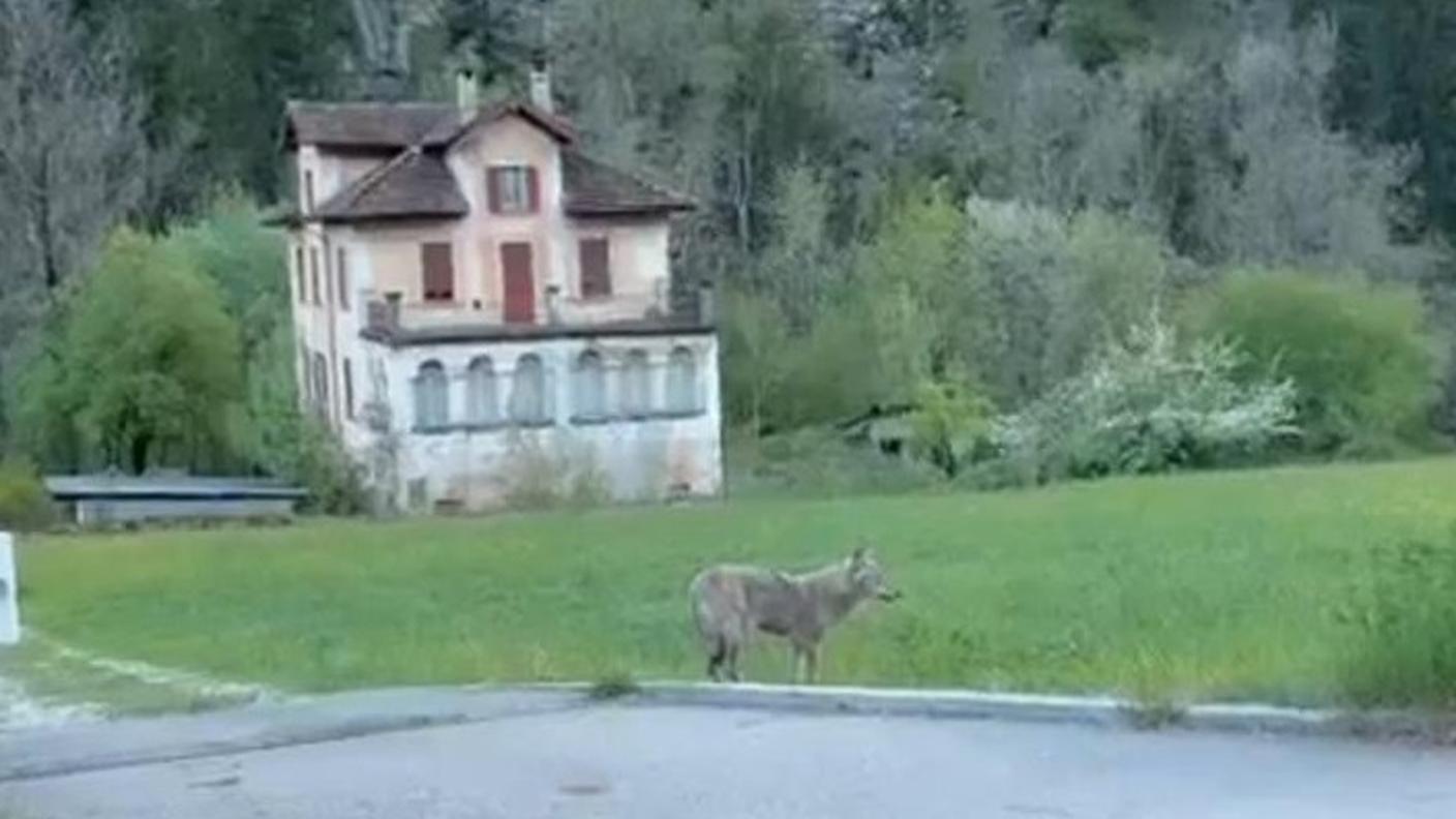 Lupo avvistato a Faido