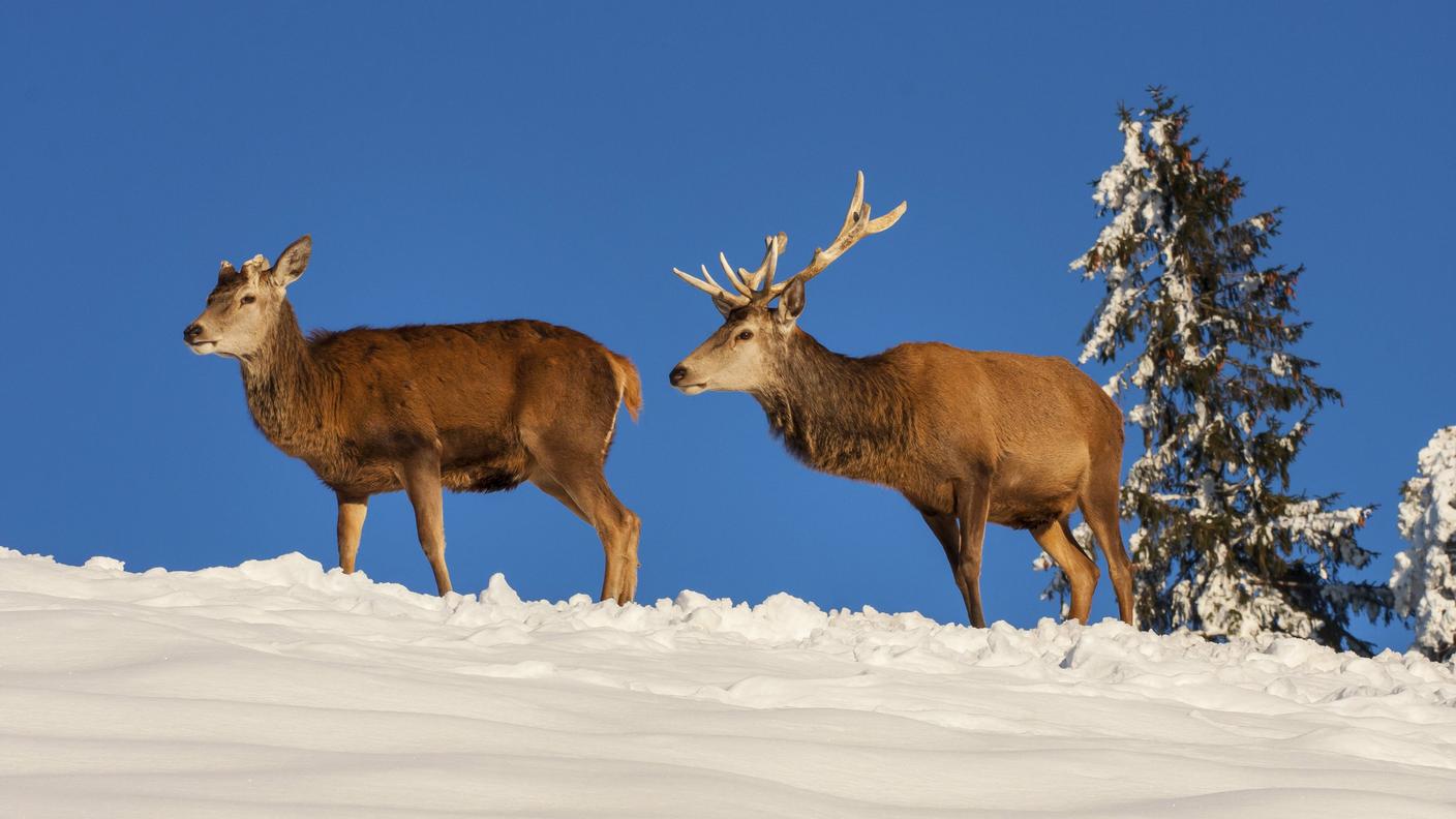 Grigioni, continua il monitoraggio dei cervi