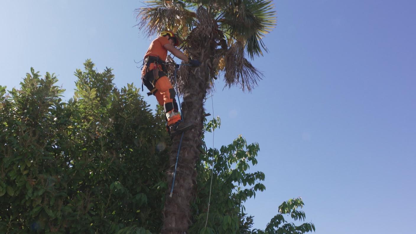 Un operaio impegnato a togliere le infiorescenze della palma prima che diventino frutti e semi 