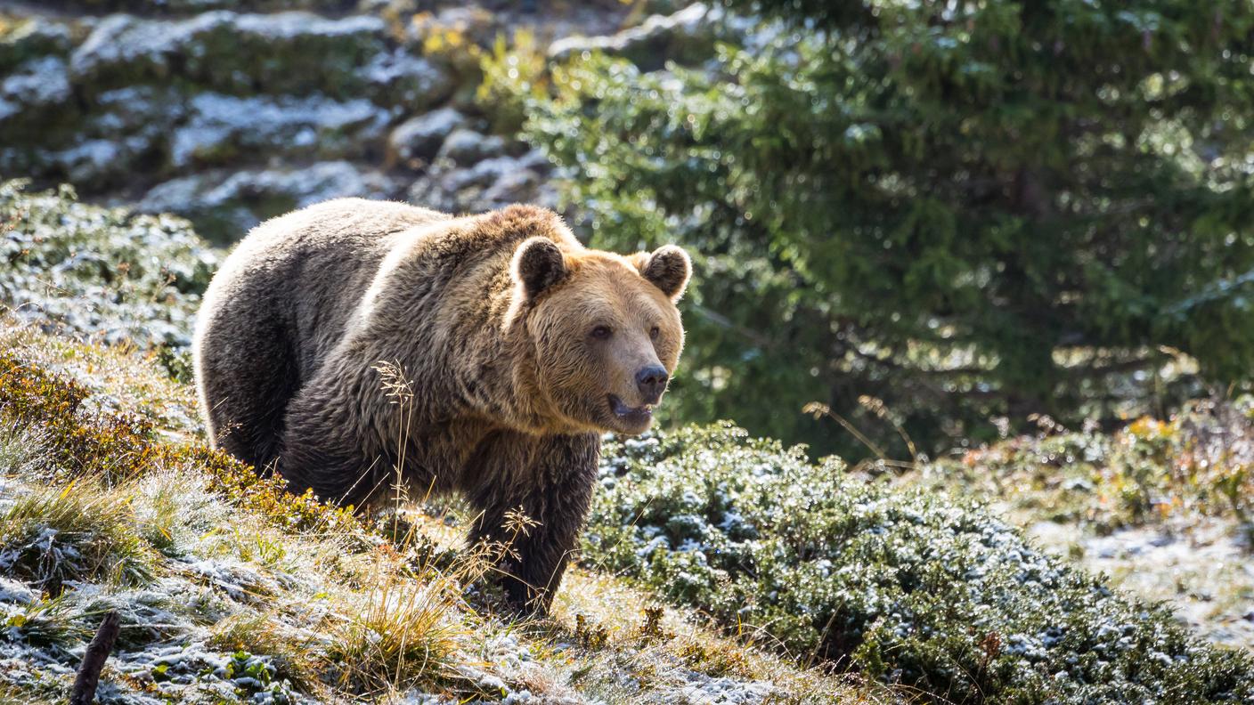 Un orso bruno in un'immagine d'archivio