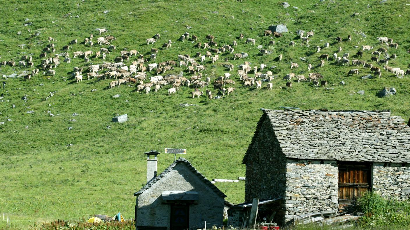 Negli ultimi 10 anni, i patriziati ticinesi hanno investito decine di milioni di franchi per ristrutturare gli alpeggi - Immagine simbolica