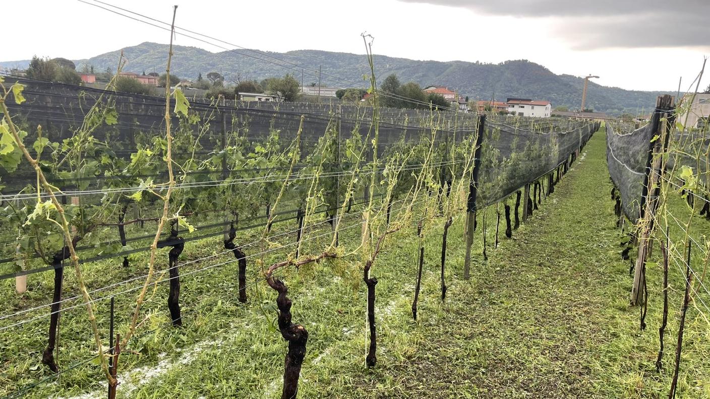 La grandine è molto dannosa per le vigne in Ticino