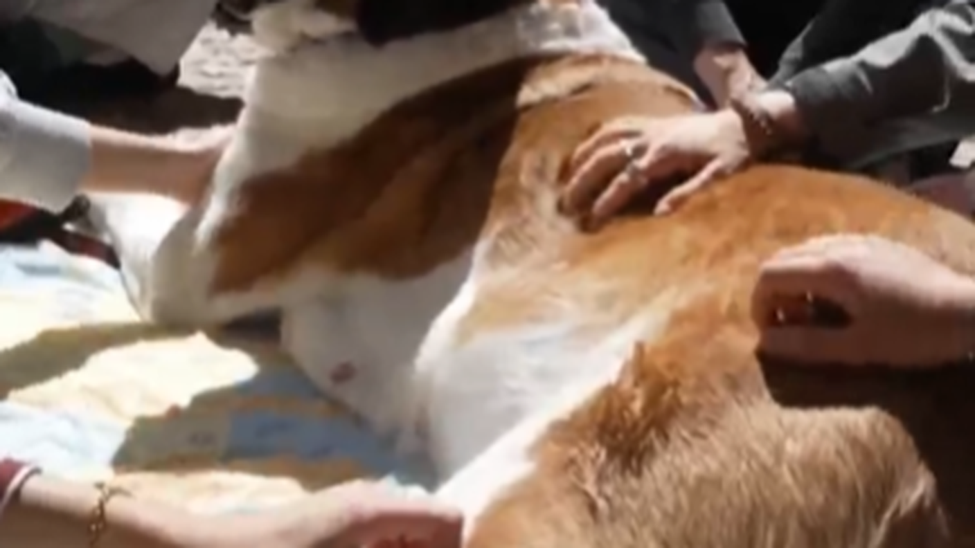 cover sito pet therapy.png