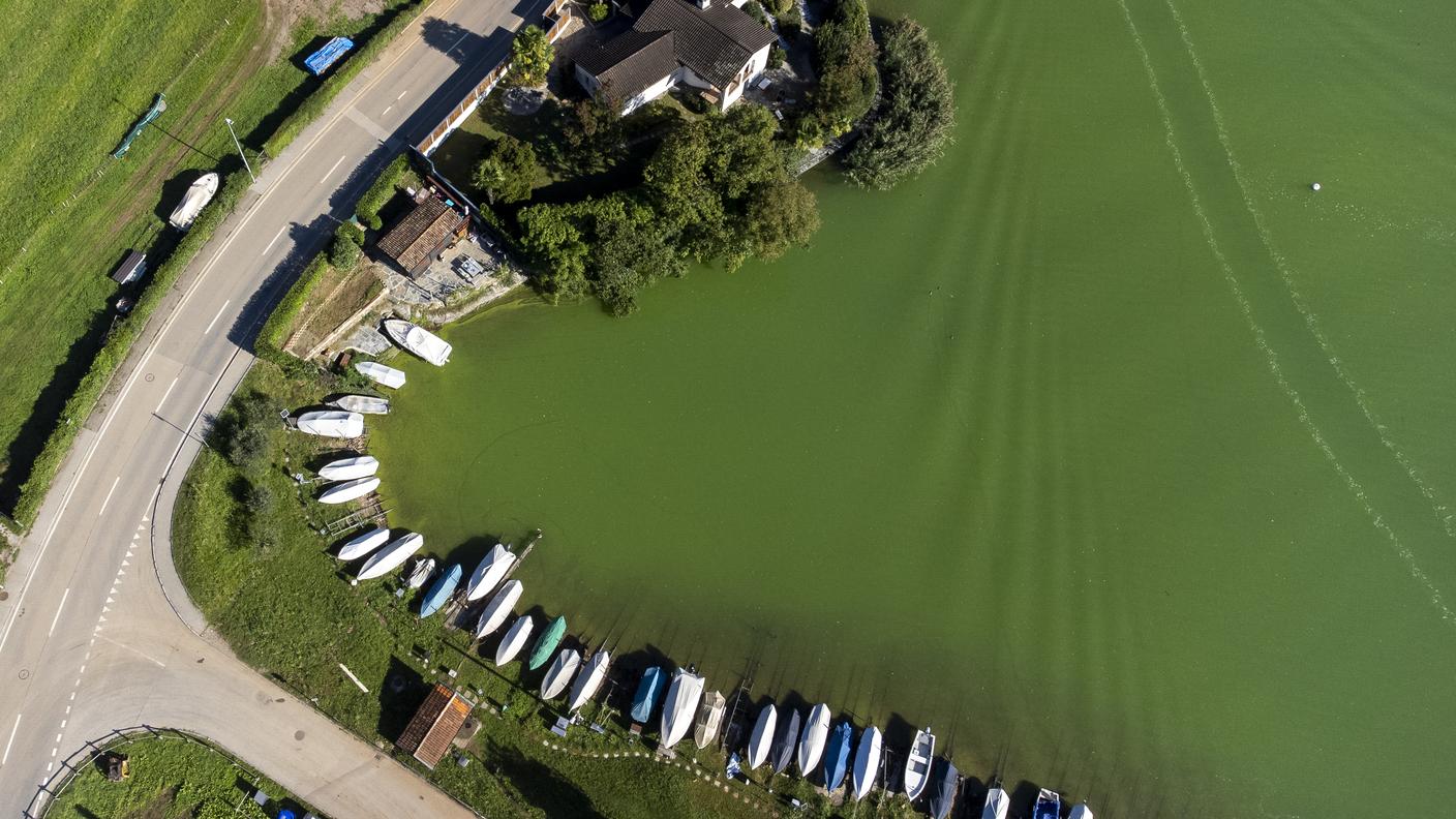 Fioritura di cianobatteri nel settembre 2025 a Riva San Vitale