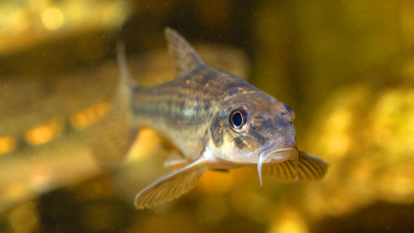 Il Gobione è un ciprinide che raggiunge i 12-13 centimetri di lunghezza e viene utilizzato dai pescatori come esca viva