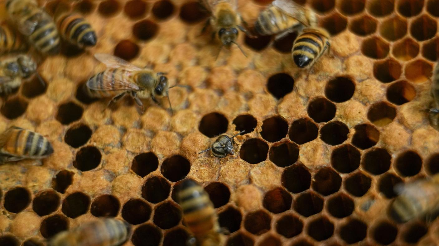 Un fitosanitario ha avvelenato 45 colonie di api