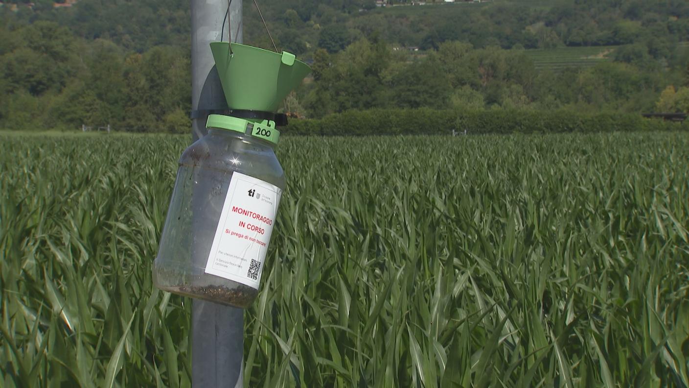 Il materiale delle trappole cantonali si chiama Xi ed è composto da plastica riciclata e polvere di legno