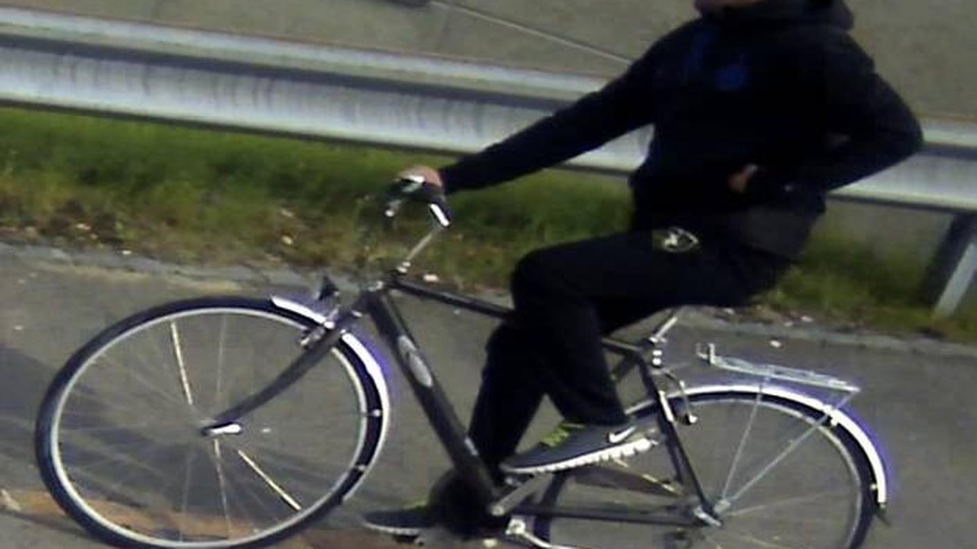 Rapinatore di Ascona 02 polcati 140326.jpg