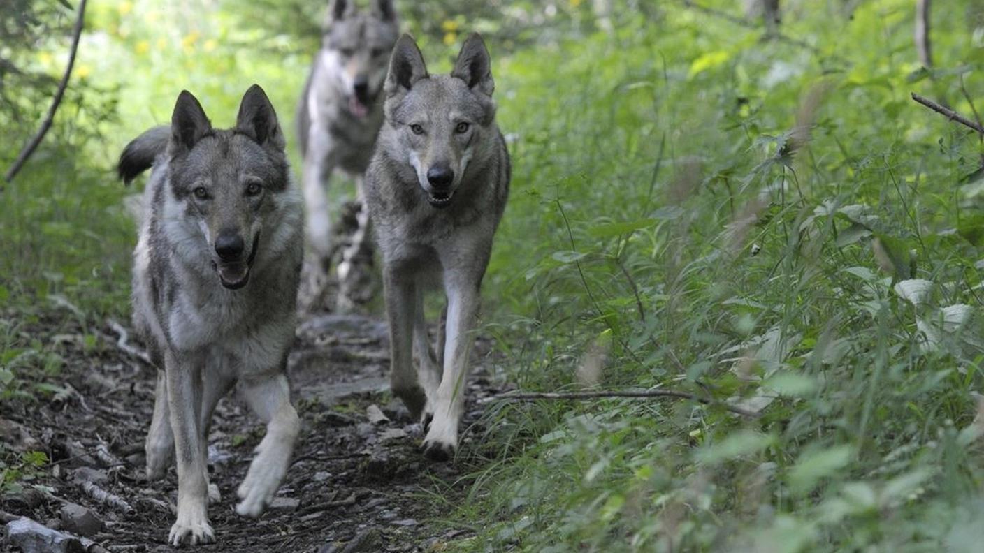 Durante l'assemblea sono emerse anche eventualità drastiche