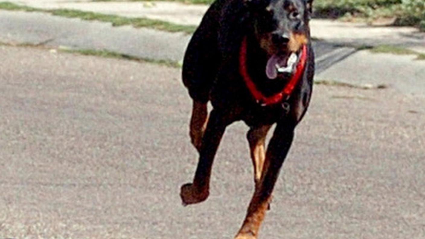doberman ky.JPG