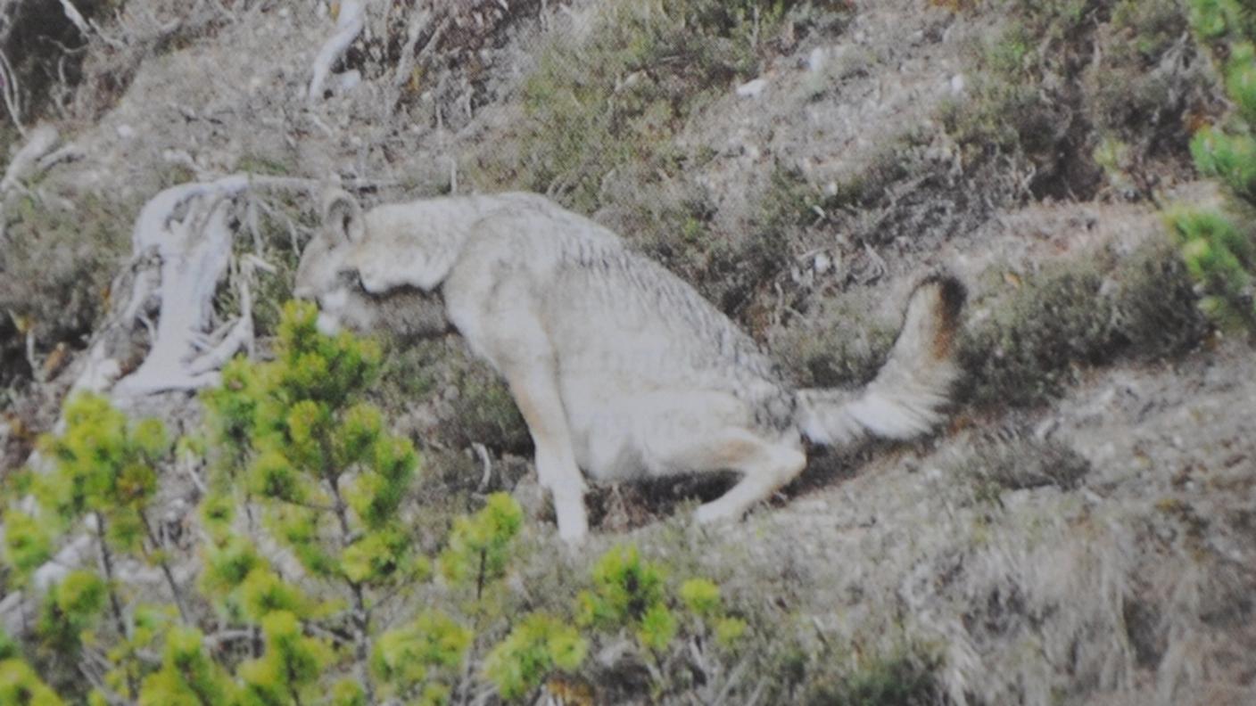 lupa sul Calanda 2 8.8.2012 rtr.jpg