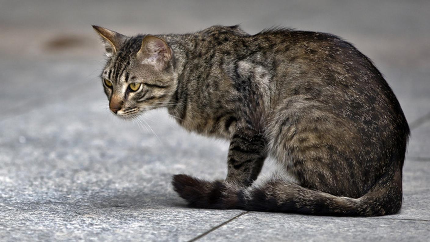 Un gatto randagio