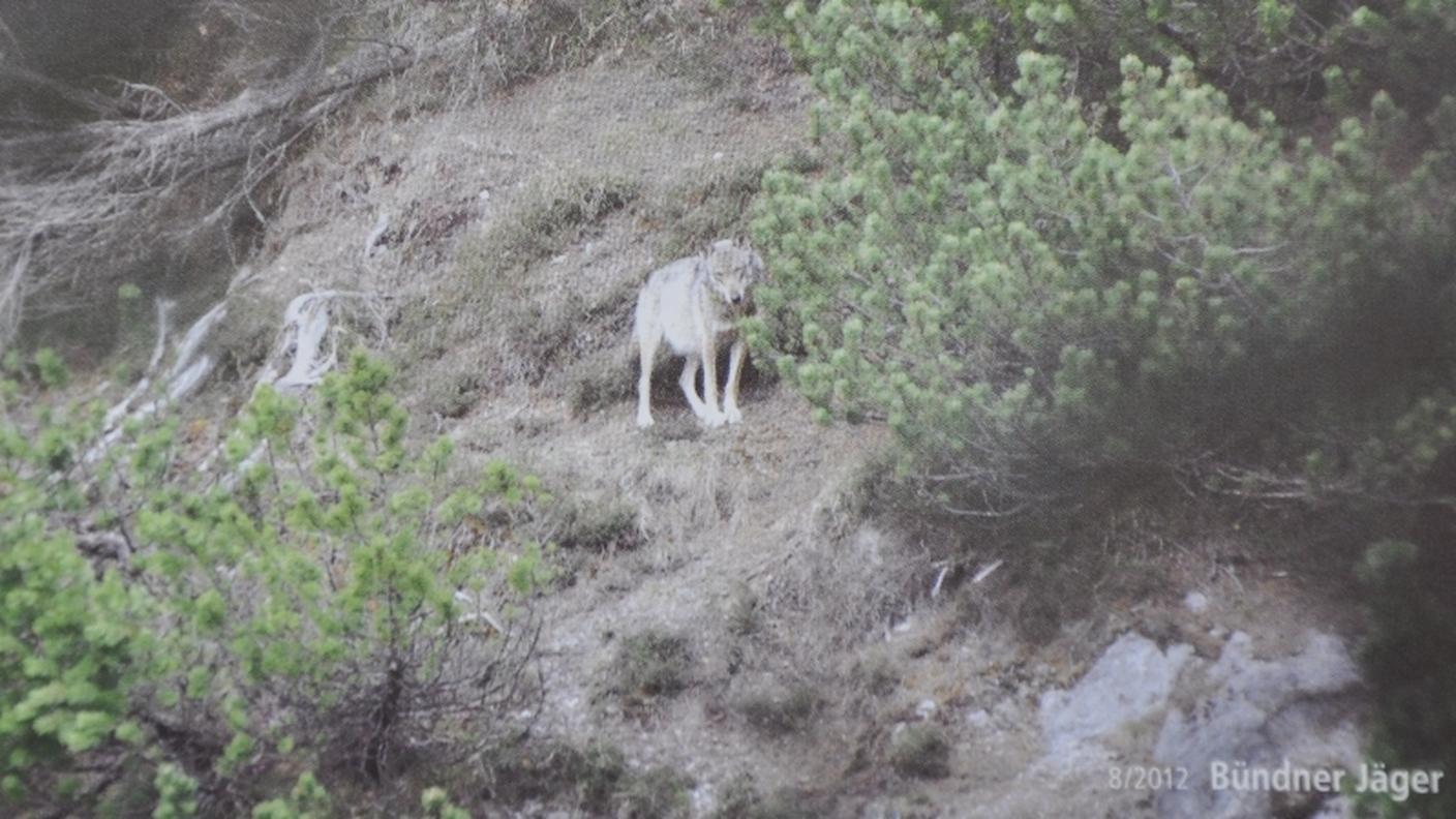 lupa sul Calanda 4 8.8.2012 rtr.jpg