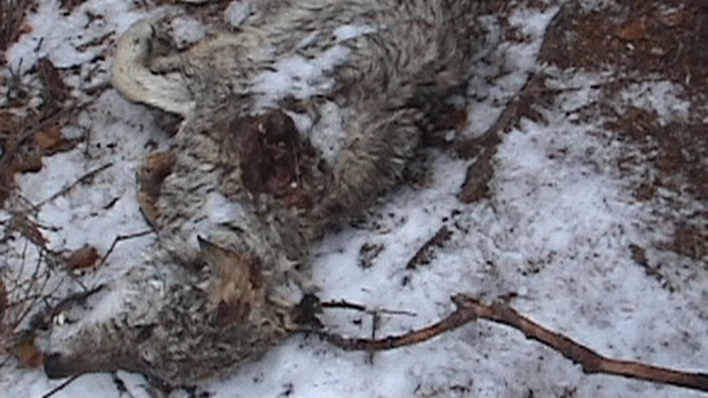 Wolf_Tamins.jpg