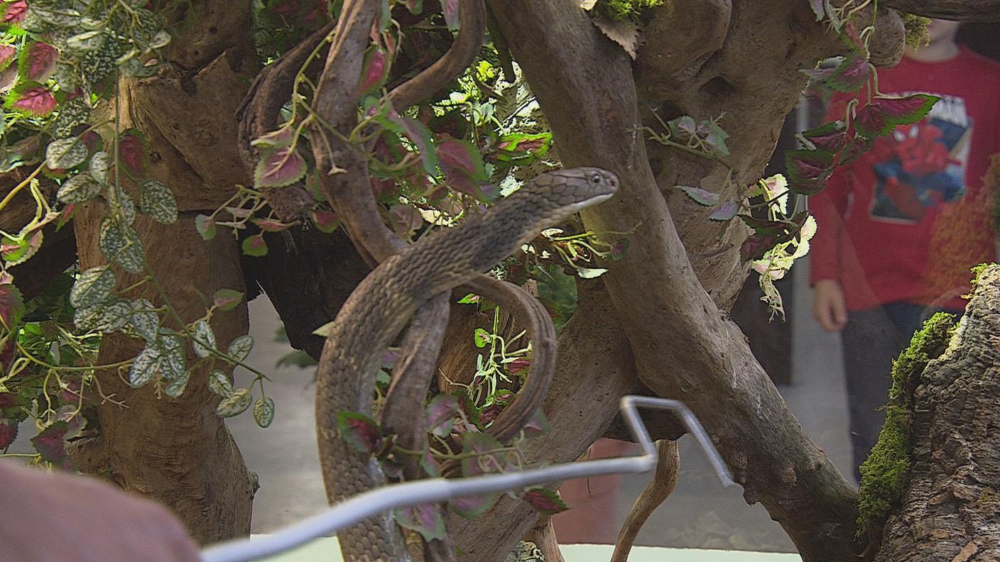 Serpente1.JPG