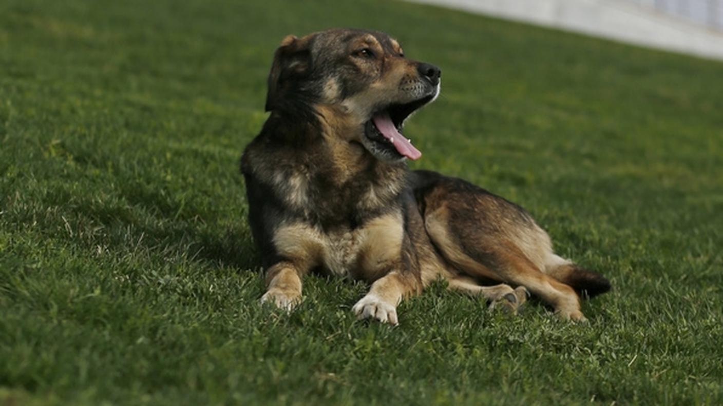 cane sirene sochi ky.JPG