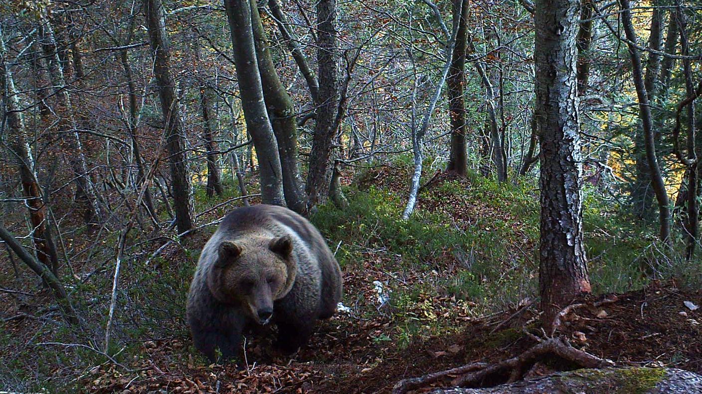 orso trentino Foto Gilberto Volcan Archivio PNAB.JPG