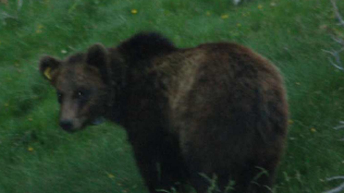 M13 valposchiavo 8.jpg