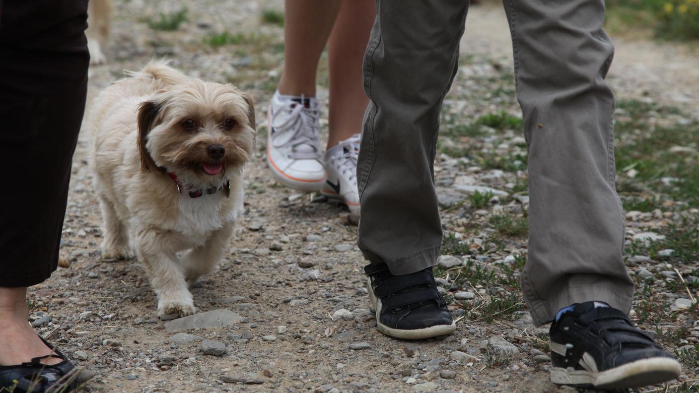save the dog 11.JPG