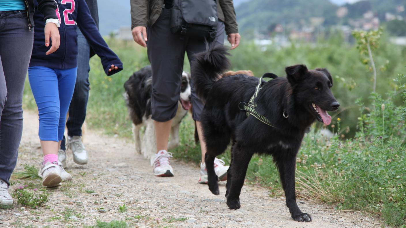 save the dog 8.JPG