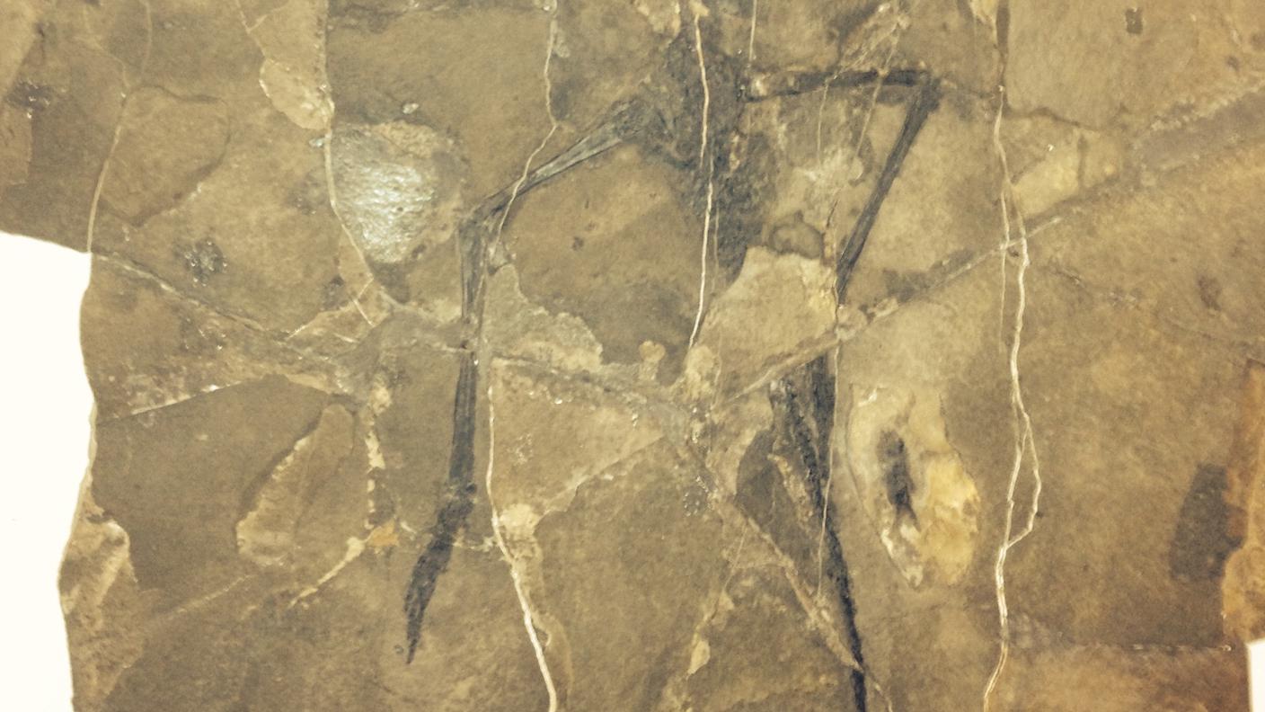 fossile grigioni 1 rsi priuli.JPG
