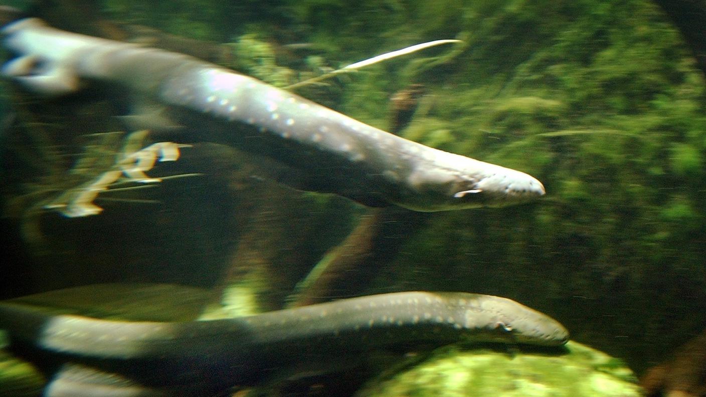 L'anguilla è tra le specie minacciate di estinzione