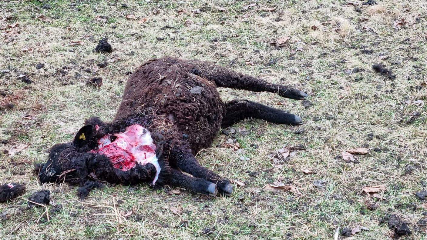 La carcassa di una delle pecore sbranate la notte scorsa