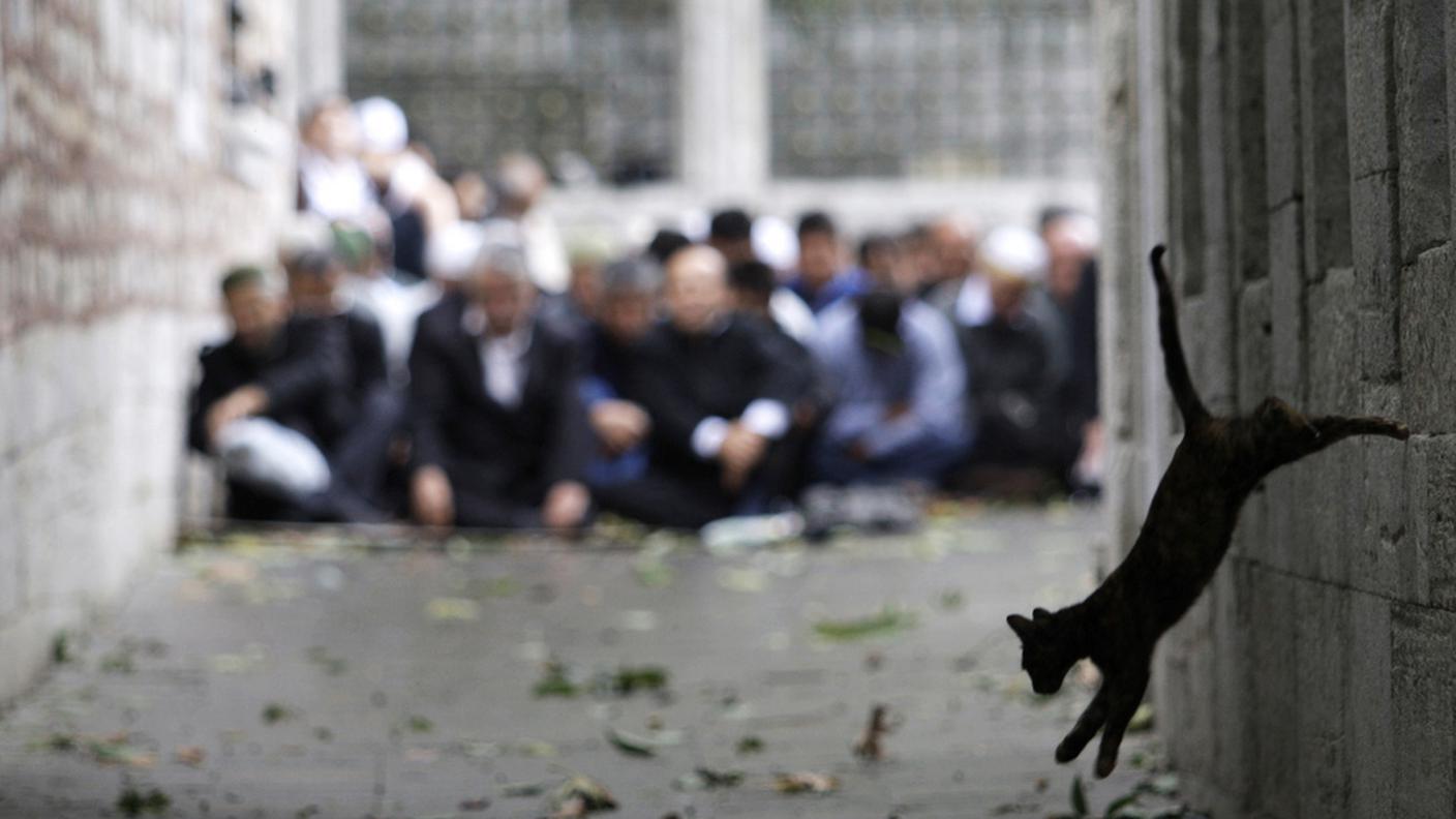 gatti neri turchia ramadan ky.JPG