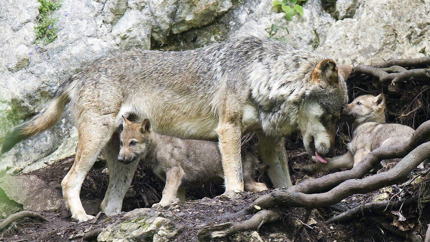 I primi lupi sono tornati in Svizzera nel 1995