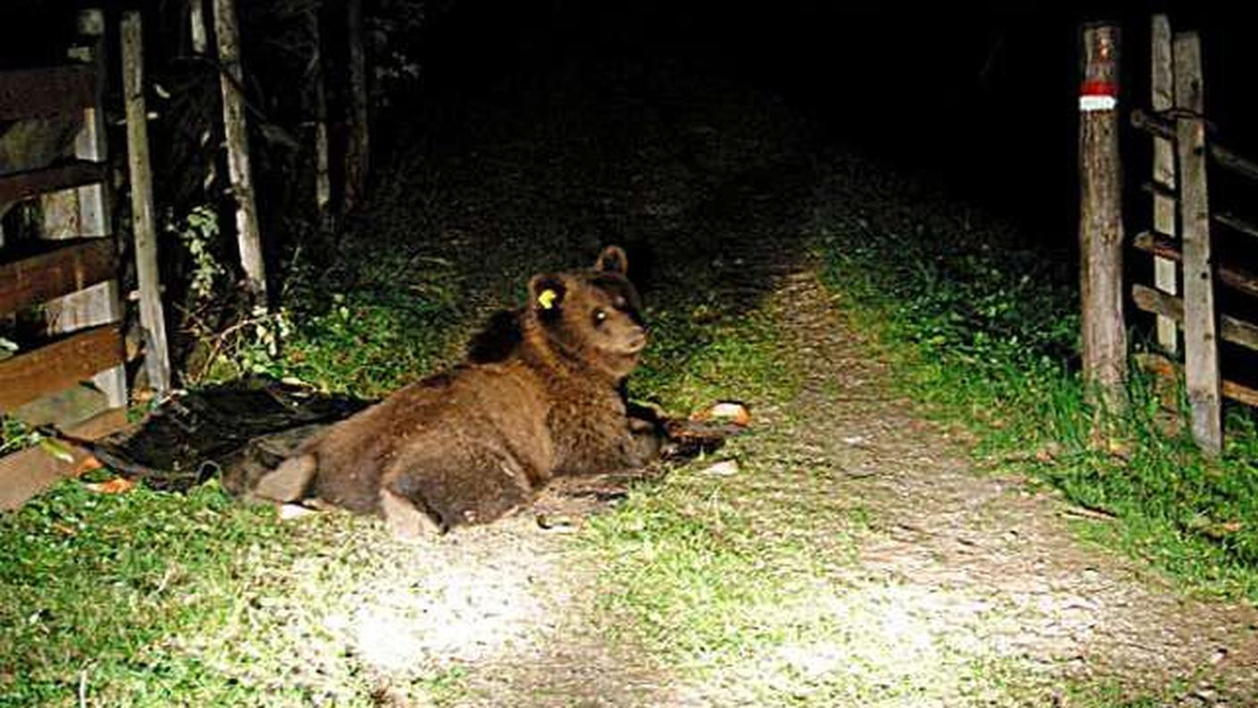 Qui invece M13 è stato sorpreso in Valposchiavo