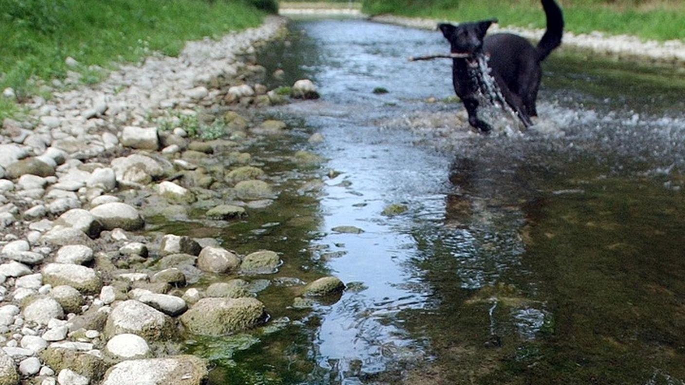 cane fiume ky.JPG