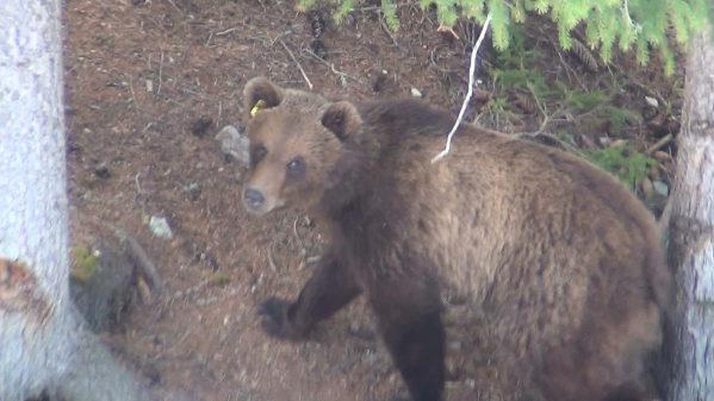 Ancora in Engadina