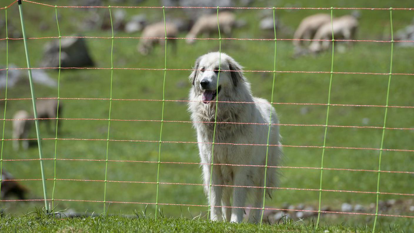 cani gatti 3 ky.JPG