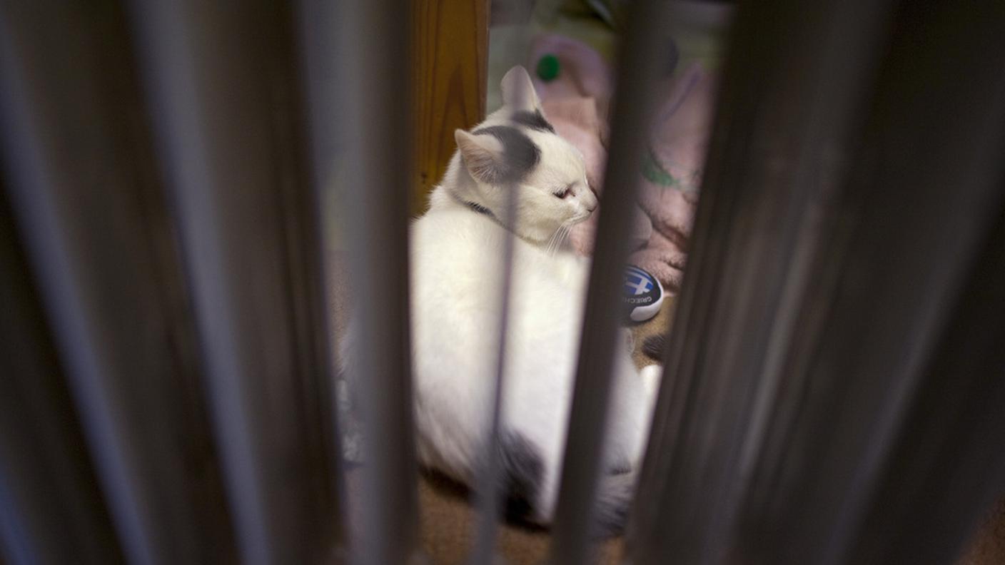 cani gatti 4 ky.JPG