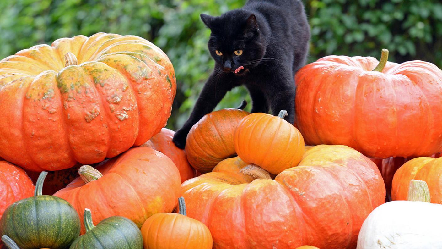 gatto nero zucche ky.JPG