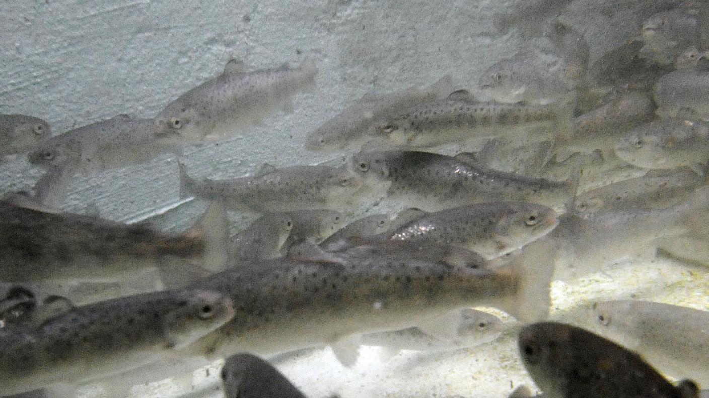 pesce tp.jpg