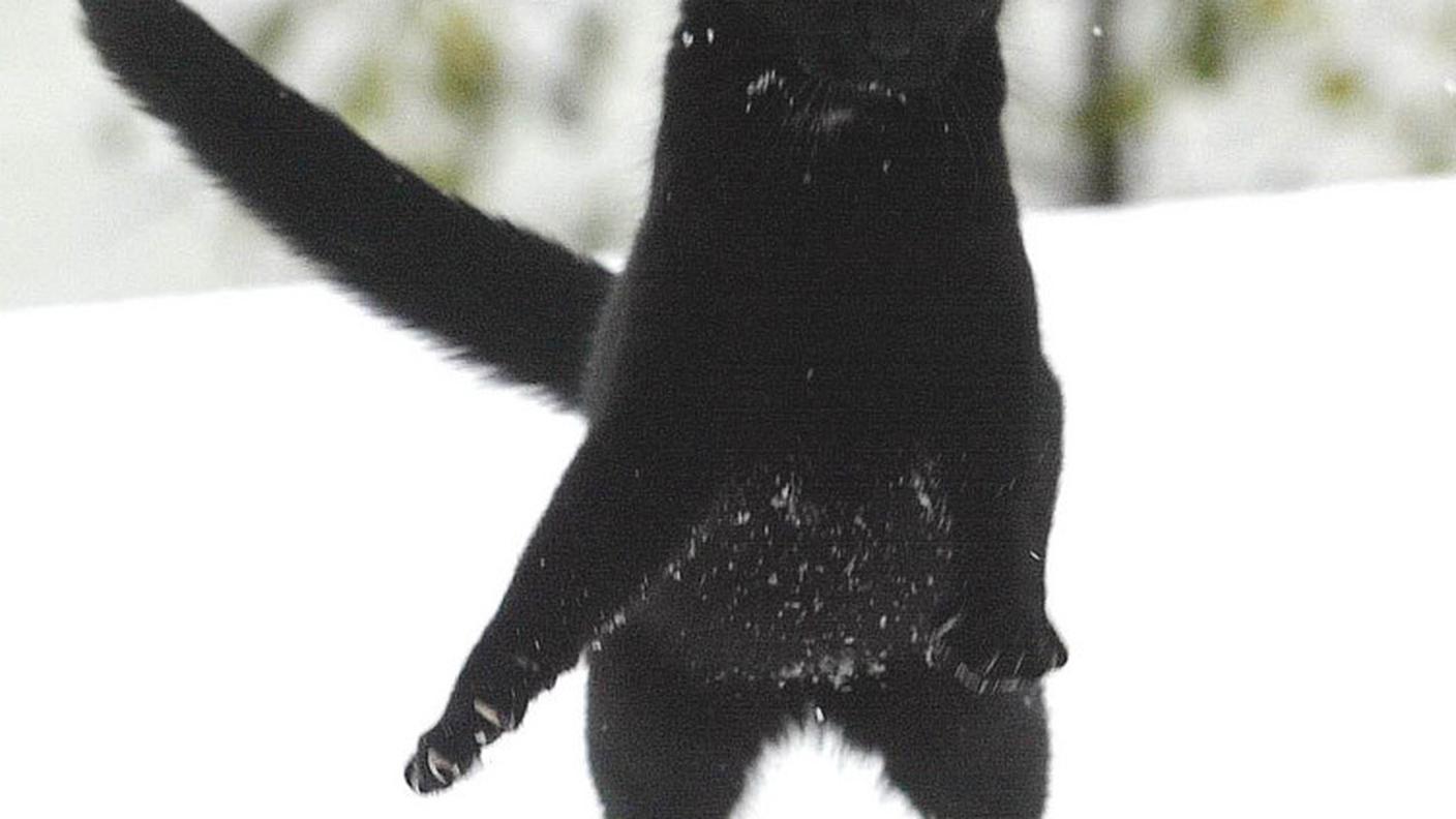 gatti neri austria ky.JPG