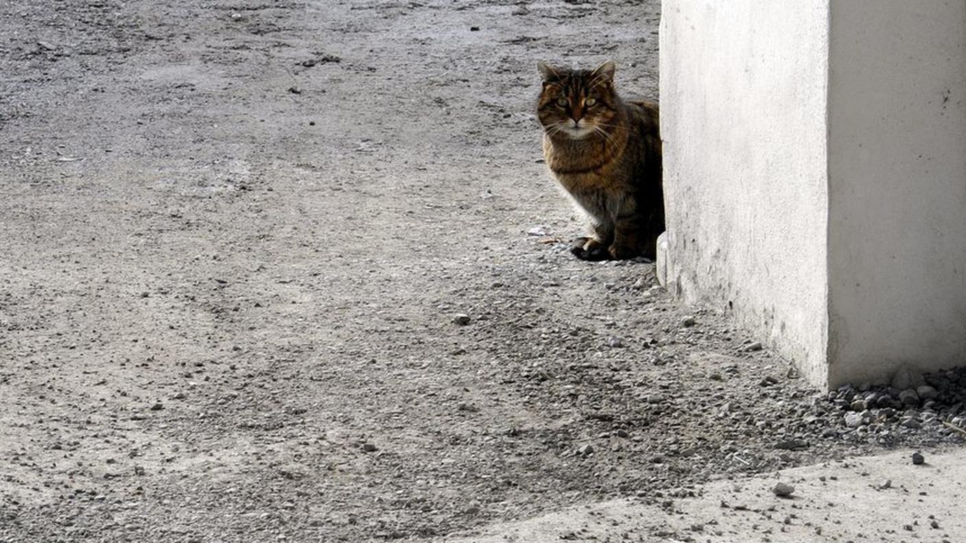 gatto randagio 2 17.06.2013 ky.JPG