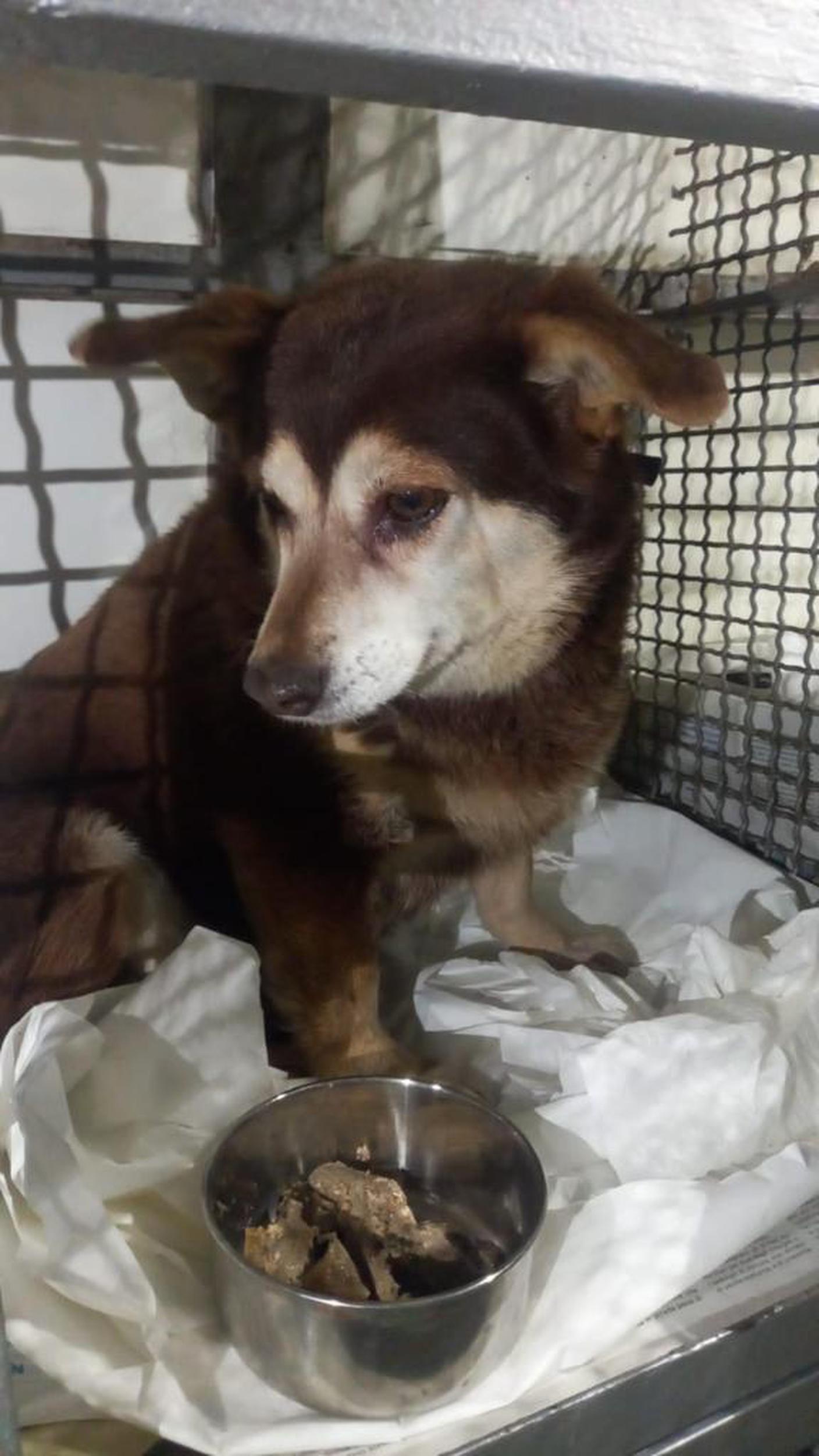 “I cani erano terrorizzati, un'esperienza che avrà un impatto sul loro futuro”