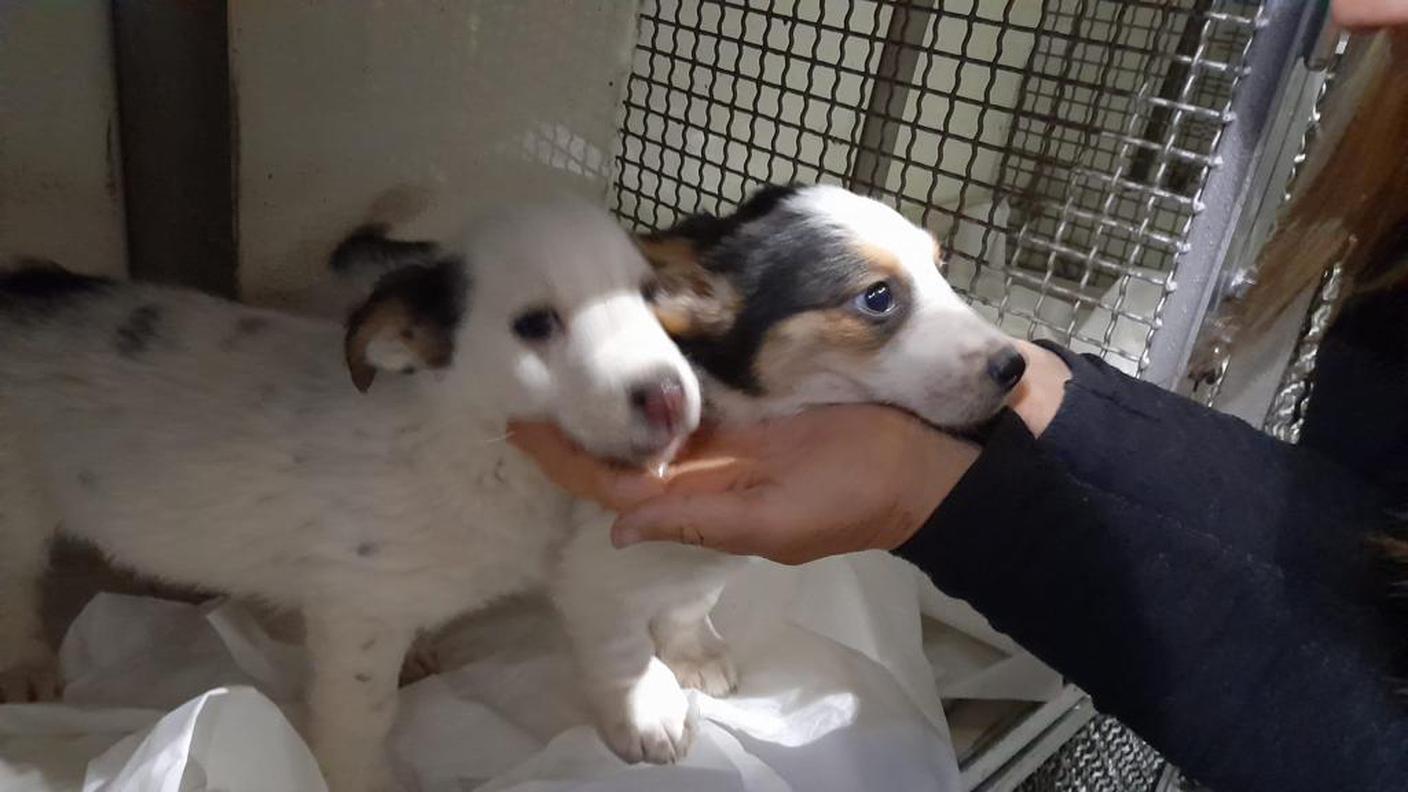 Sono stati salvati anche due cuccioli