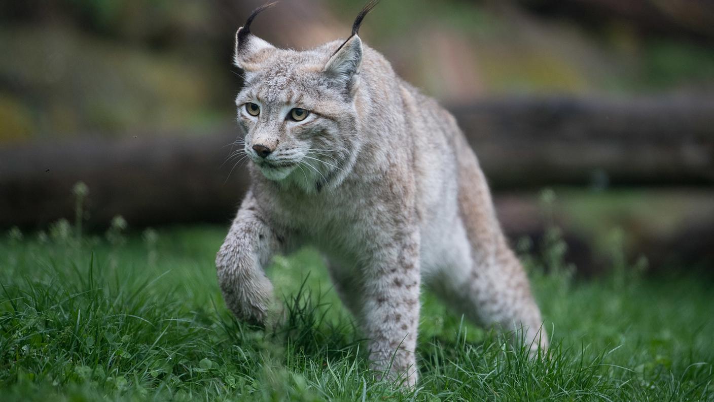 Una lince euroasiatica fotografata in Germania all'interno del recinto Wildparadies Tripsdrill