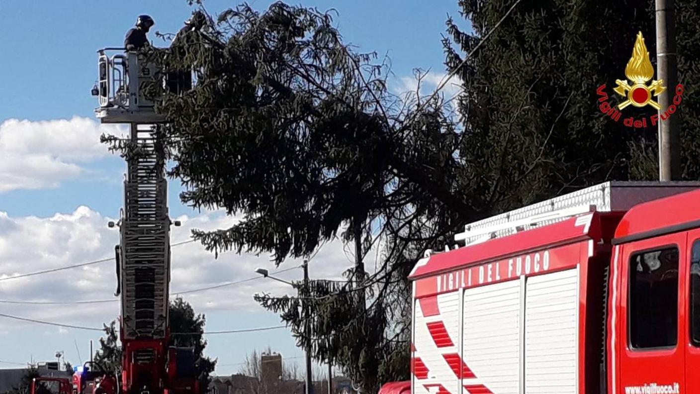 Diversi interventi per piante pericolanti anche oltre confine