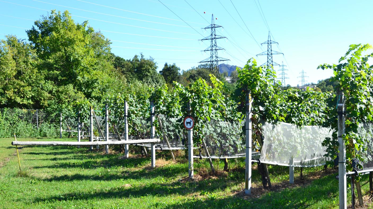 DSC_1401.jpg