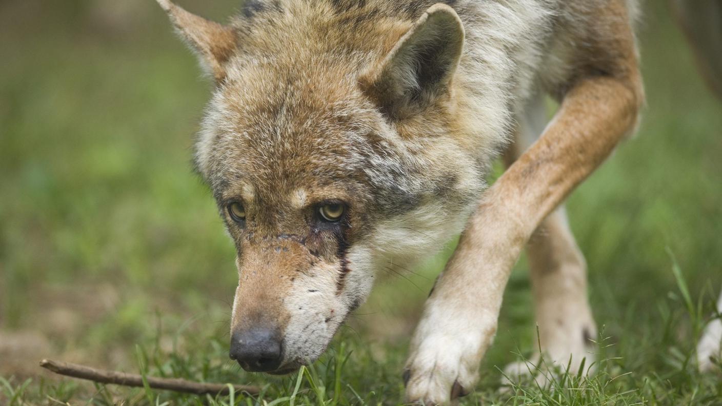 In Ticino una decina di esemplari, in Svizzera oltre un centinaio