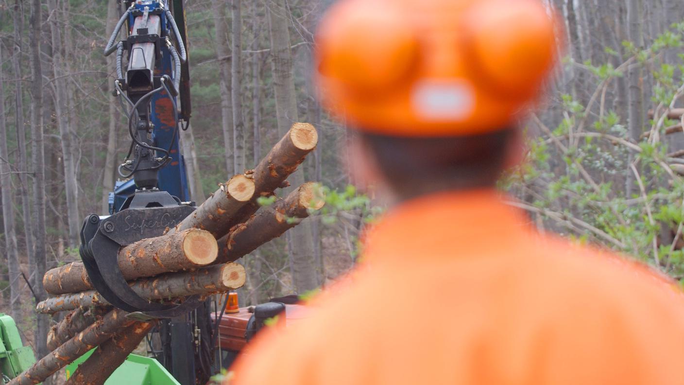 bosco operaio azienda forestale tp.jpg