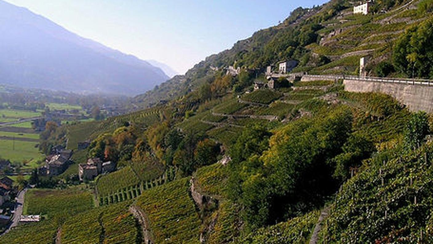 800px-Vigneti_-_Valgella_di_Teglio.jpg